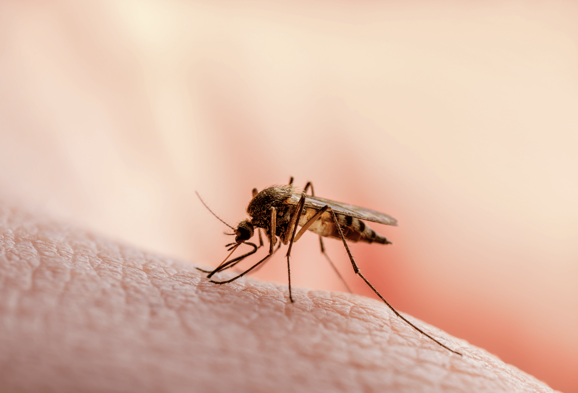 TRAVEL VACCINES DUBAI – WHERE IS MALARIA FOUND?
